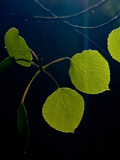 Day 192 - #photoaday #nature #details