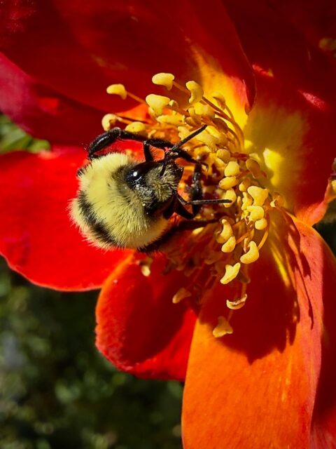Day 196 - #photoadaychallenge #pollenators