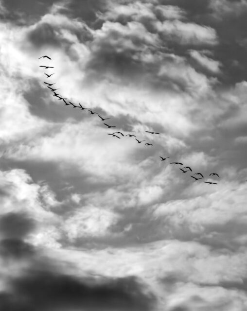 Day 193 - #photoadaychallenge #bw