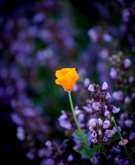 Day 203 - #photoadaychallenge