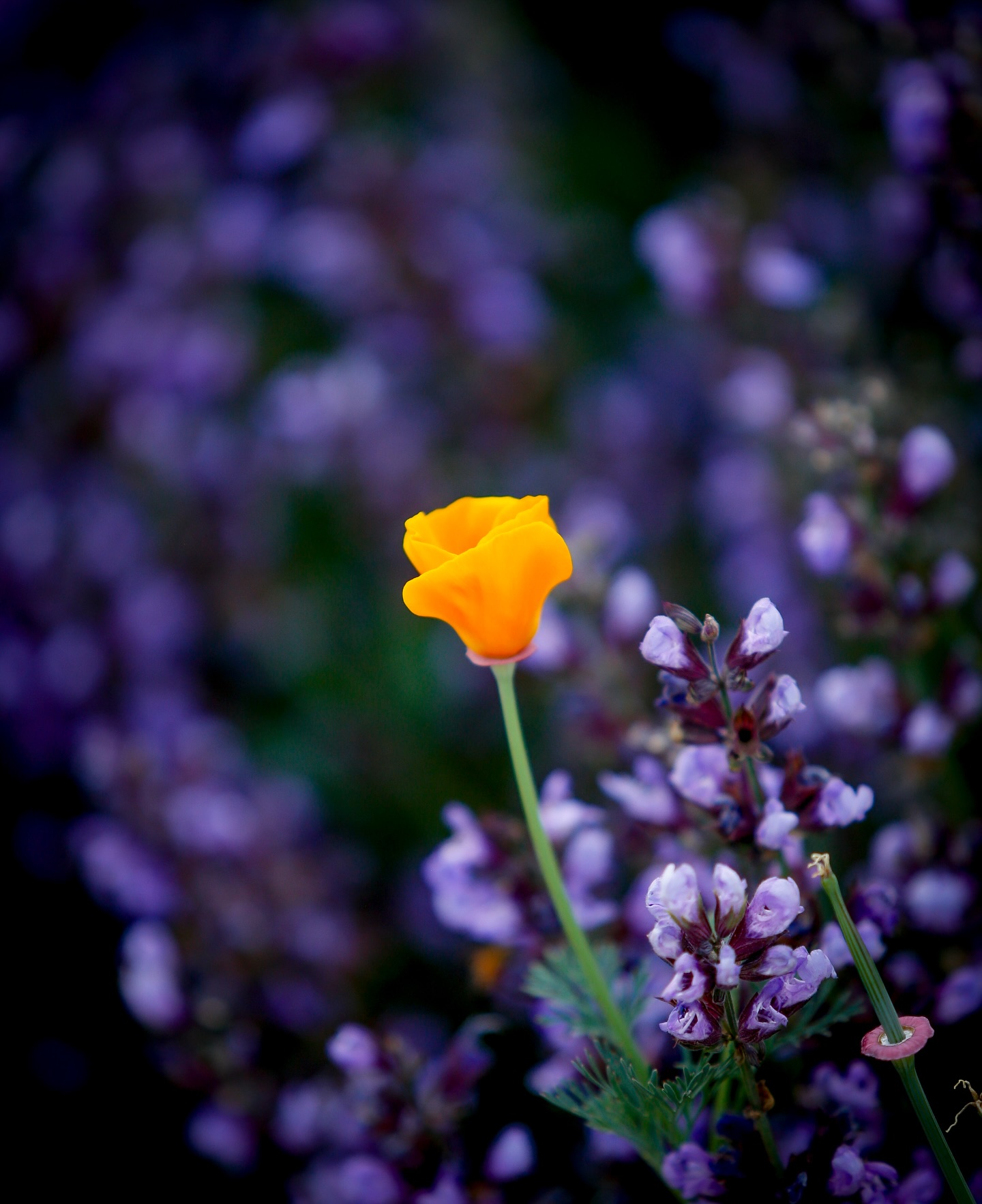 Day 203 - #photoadaychallenge