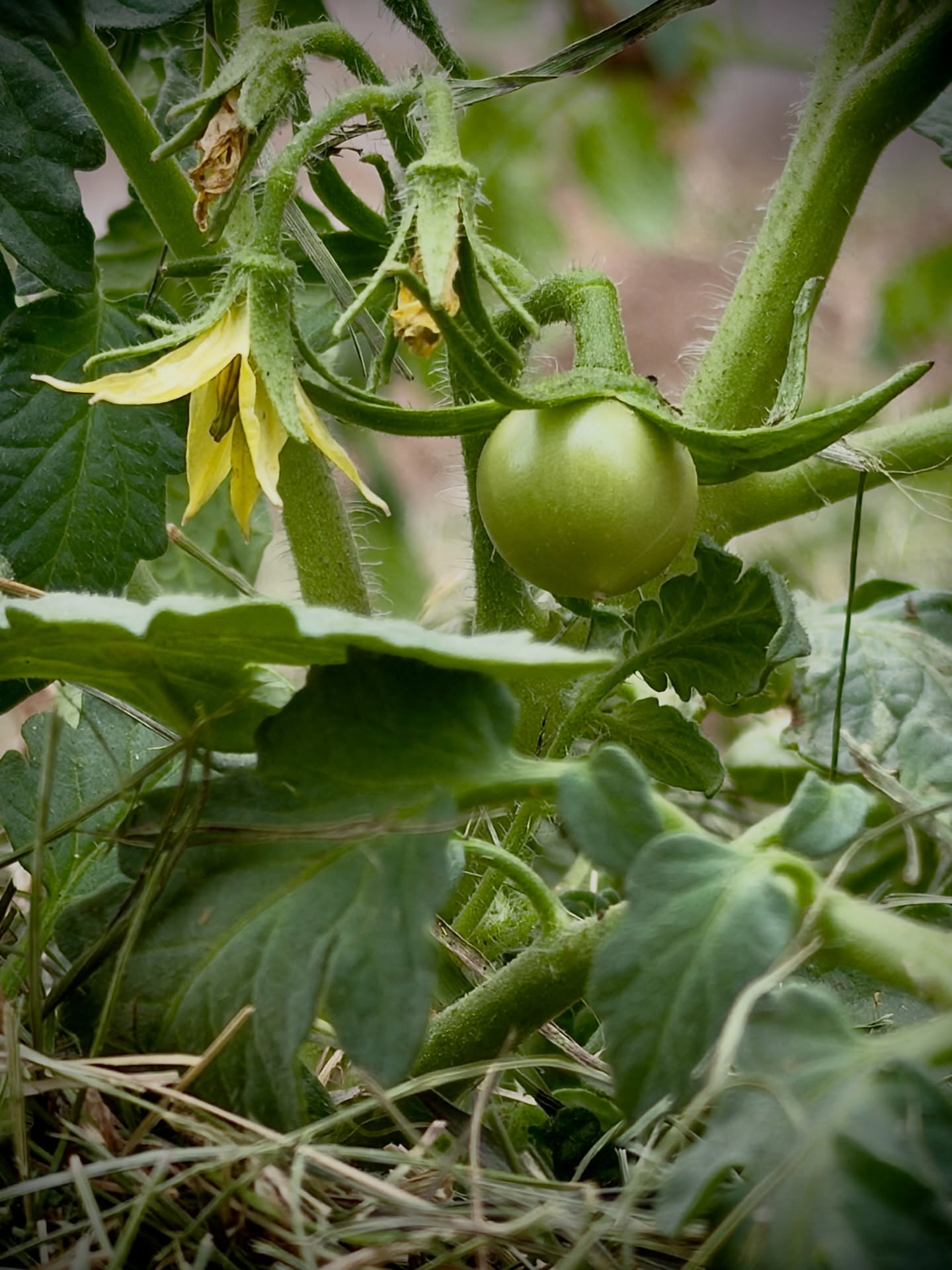 Day 206 - #photoadaychallenge #homegrowntomatoes