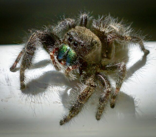 Day 209 - #photoadaychallenge #macro #arachnids #jumpingspider