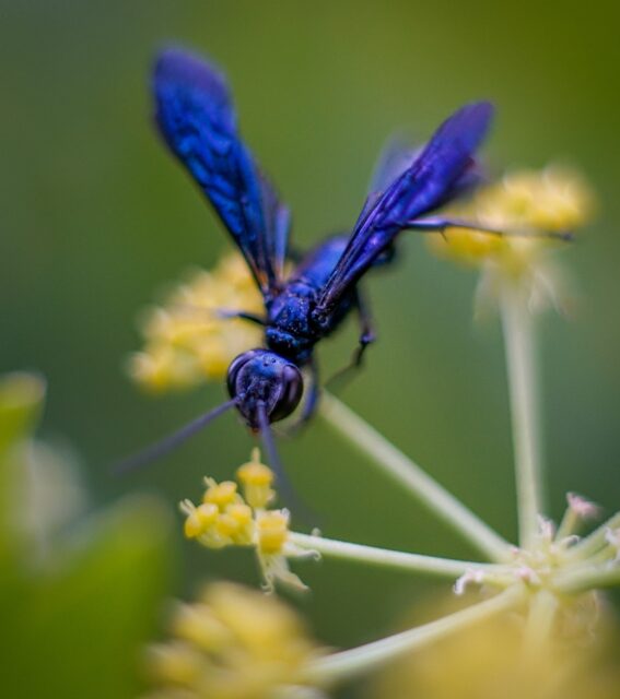 Day 210 - #photoadaychallenge another #macro shot, this of a blue mud dauber wasp. #pollenator