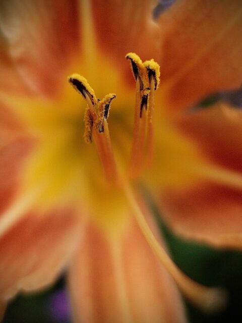 Day 211 - #photoadaychallenge