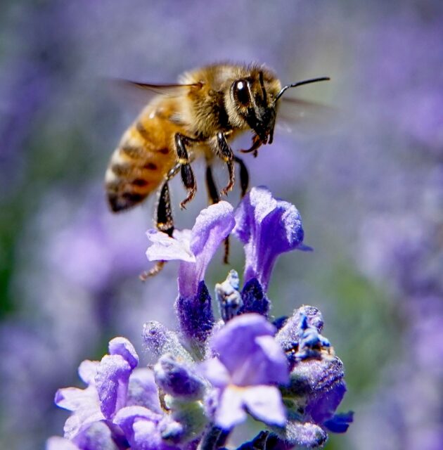 Day 220 - #photoadaychallenge #pollenators #lavendar