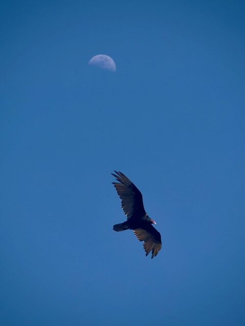 Day 221 - #photoadaychallenge