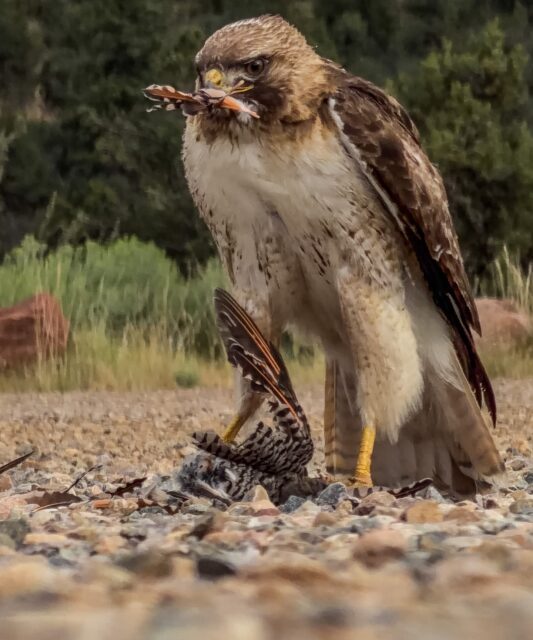 Day 223 - #photoadaychallenge #redtailedhawk #dinner