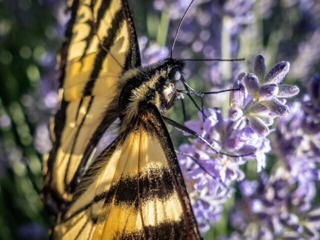 Day 231 - #photoadaychallenge  Western Tiger Swallowtail