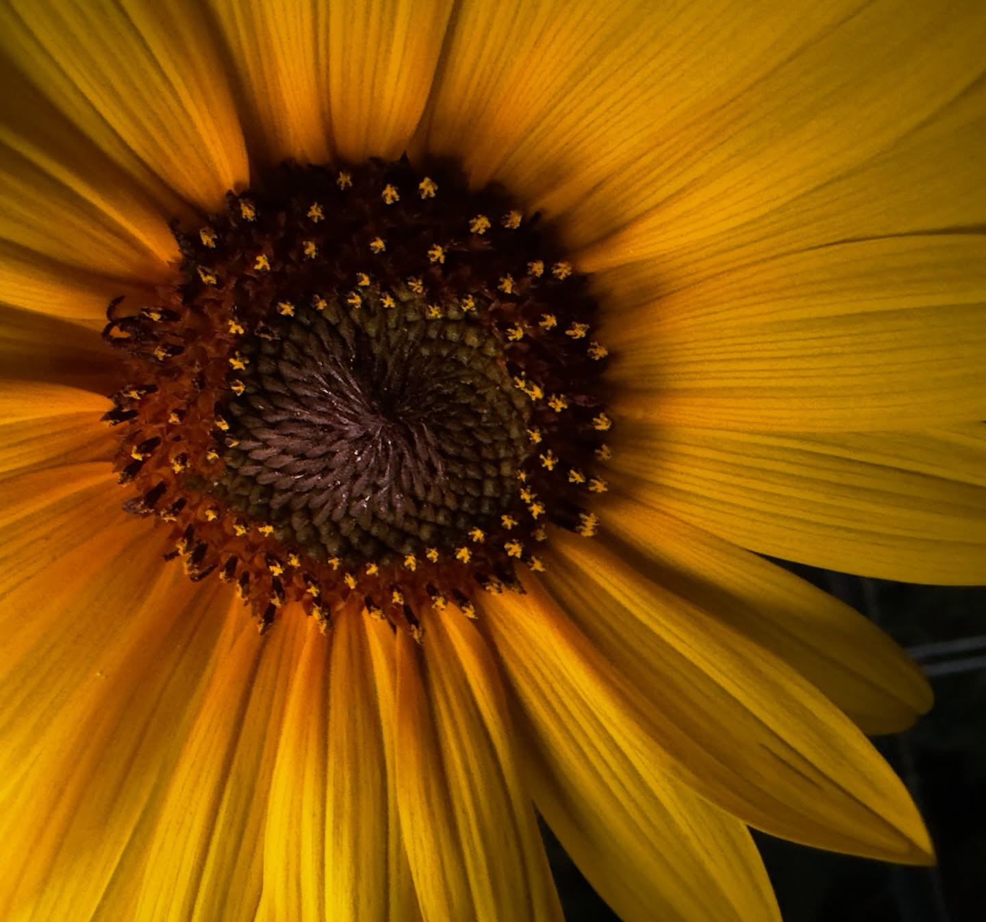 Day 243 - #photoaday