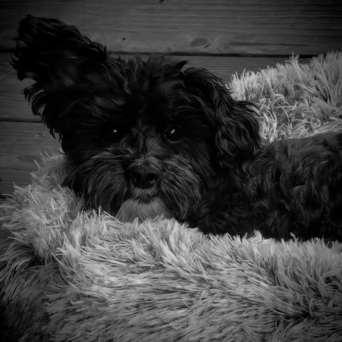 Day 245 - #photoaday