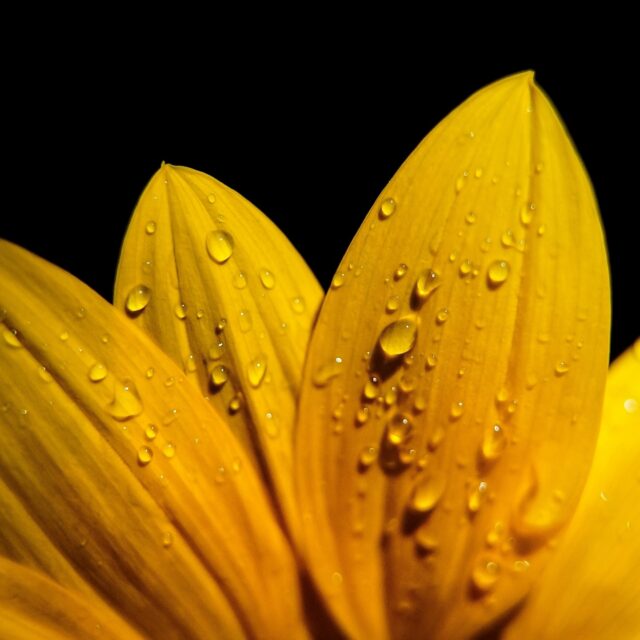 Day 250 - #photoadaychallenge  #sunflower #raindrops