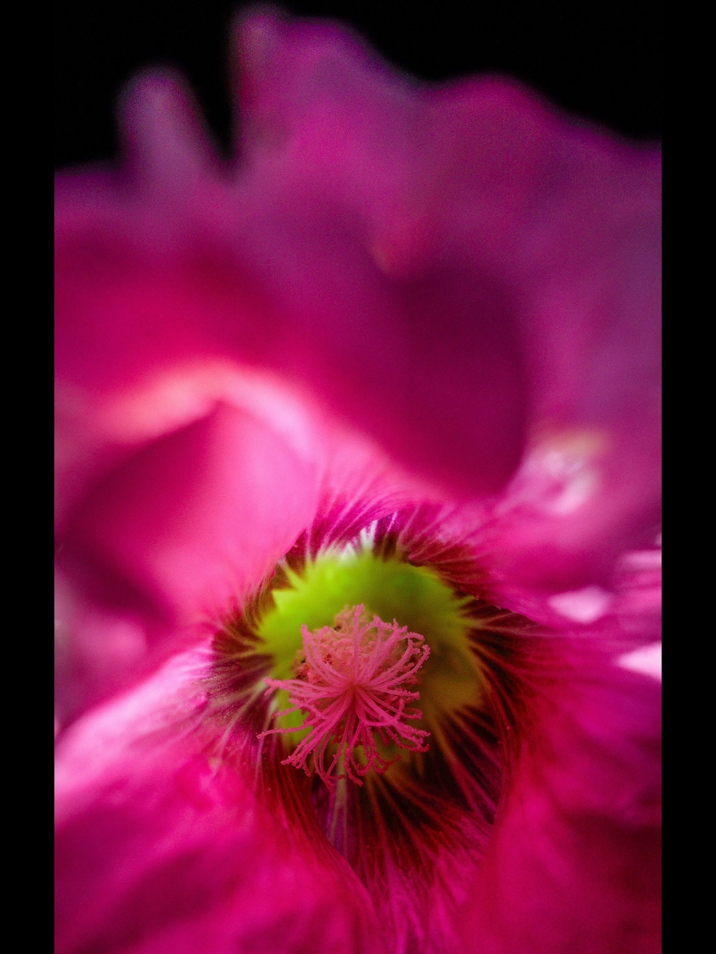 Day 248 - #photoaday #hollyhocks