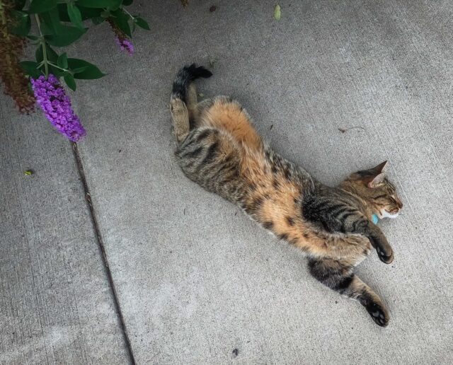 Day 251 - Un gatito muy relajado.  #photoadaychallenge