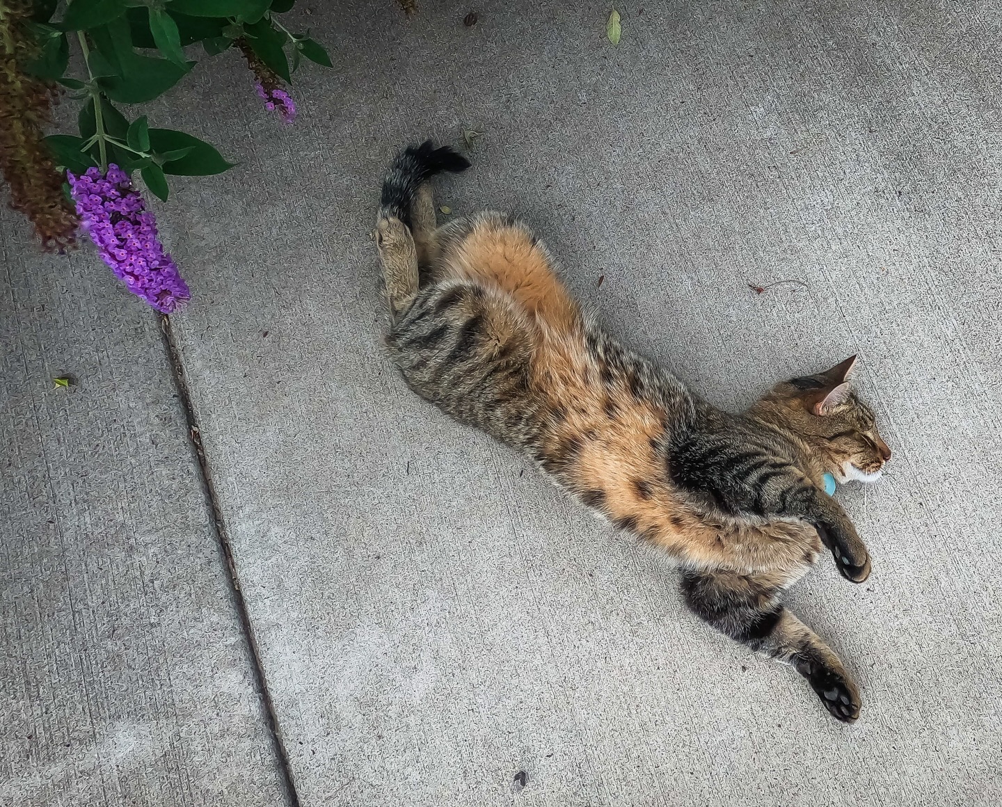 Day 251 - Un gatito muy relajado.  #photoadaychallenge