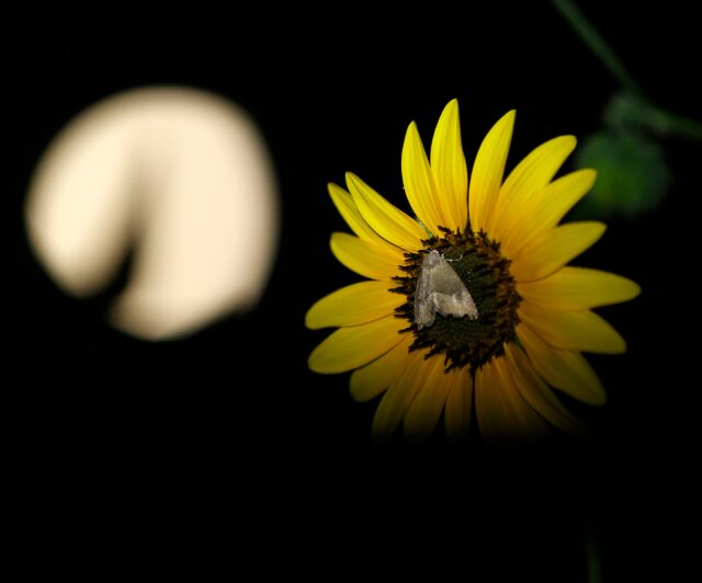 Day 258 - moon rising over sunflowers and night pollinators.  #photoaday
