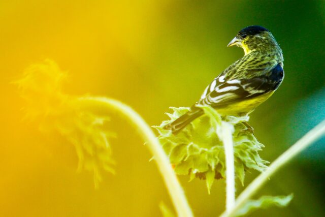 Day 261 - #photoadaychallenge  crop or no crop?  Lesser Goldfinch