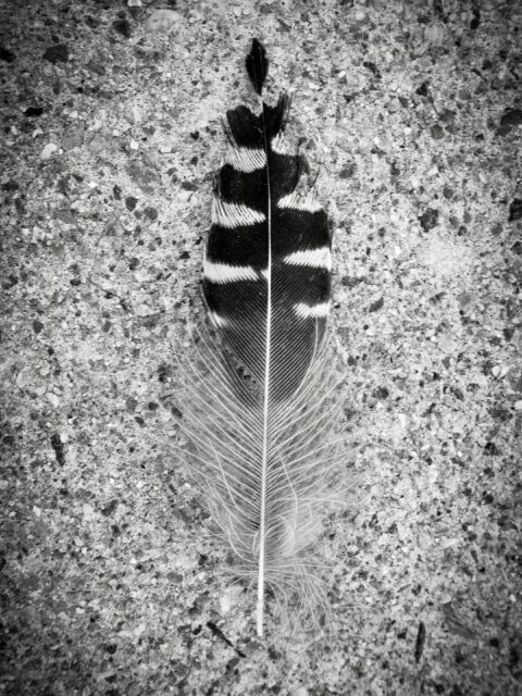 Day 265 - #photoadaychallenge #bnw