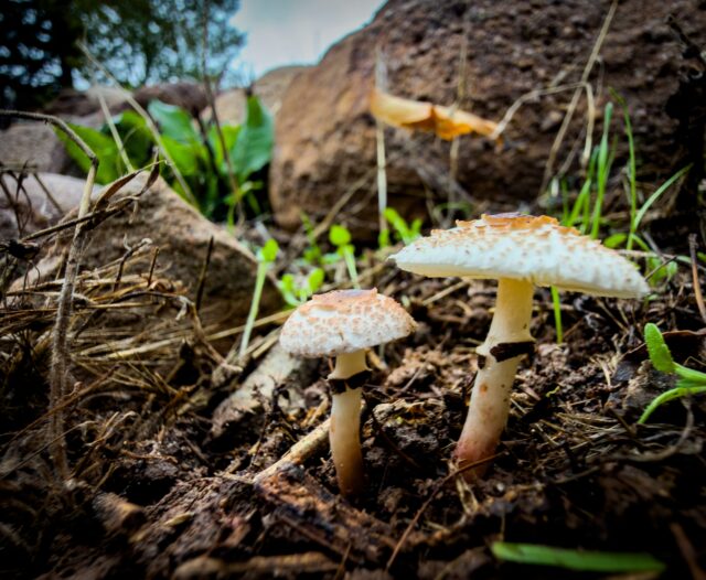 Day 312 - #photoaday