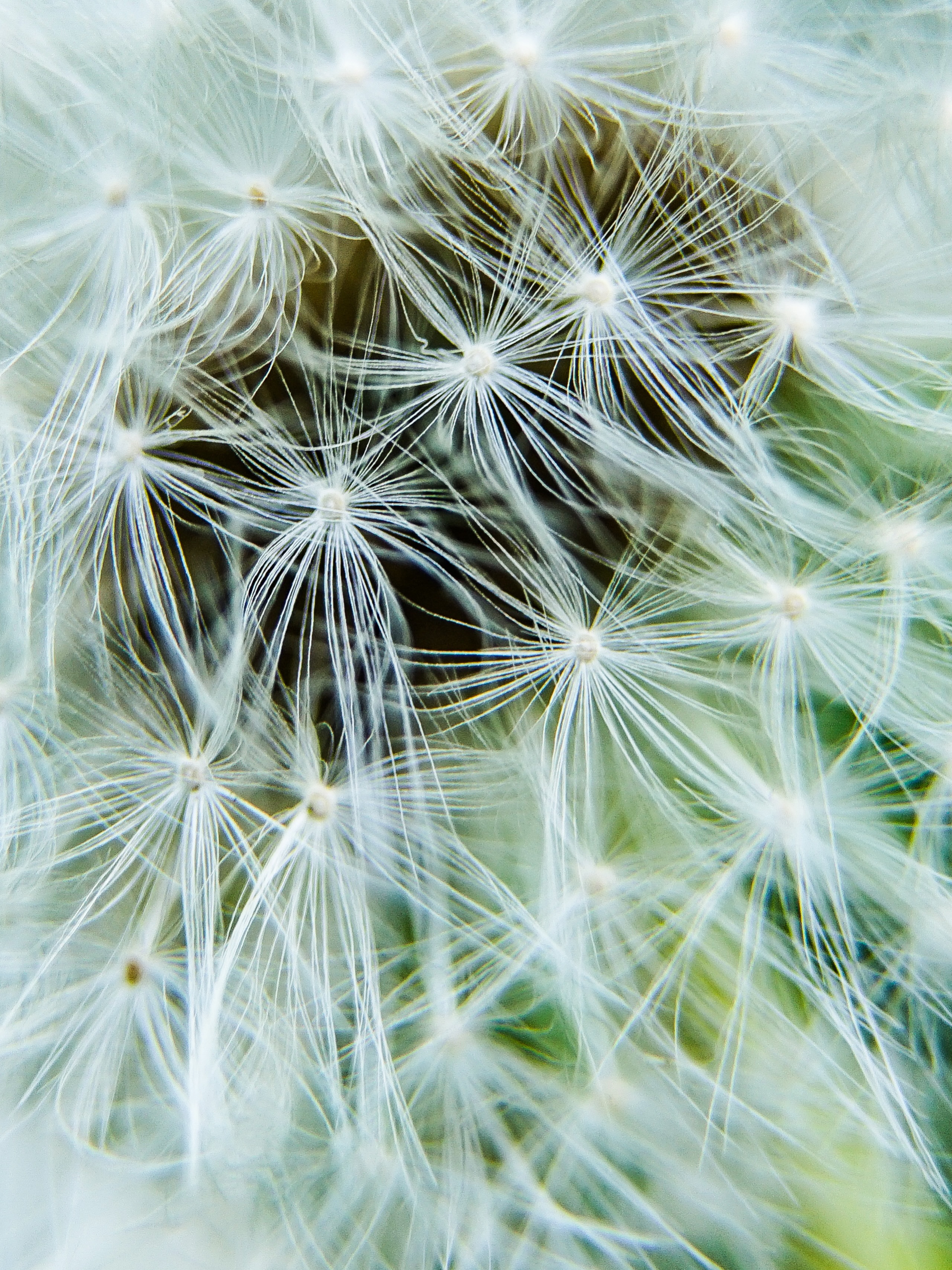 Day 327 - #photoaday #dandelion